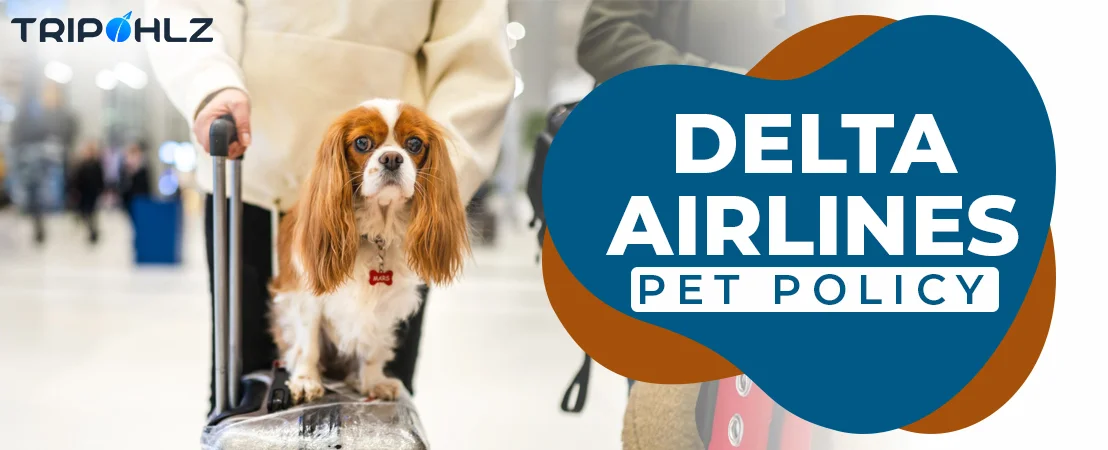 Delta Allow Military Pet Travel